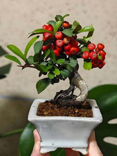 Cây cảnh quả đỏ như hồng ngọc: Biểu tượng may mắn, thịnh vượng dịp Tết