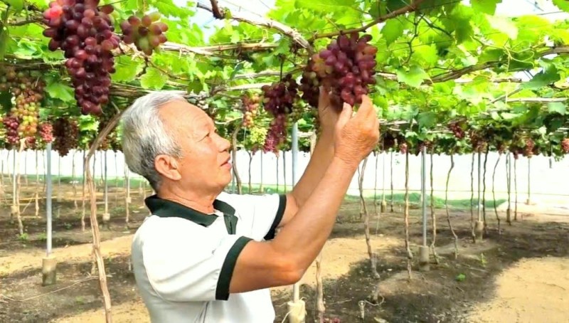 Ông Nguyễn Khắc Phòng, Giám đốc HTX Thái An cho biết, các giống nho như ngón tay đen hay nho kẹo được trồng theo tiêu chuẩn VietGAP. Ảnh: KS.
