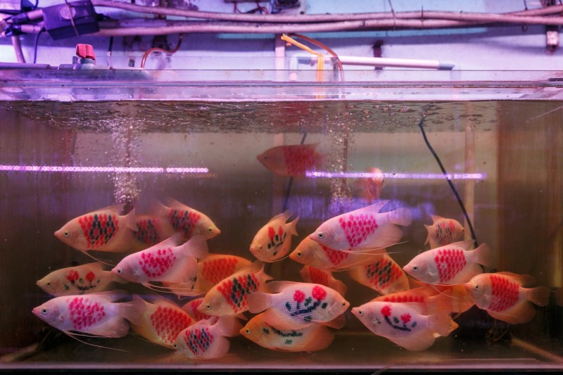 Thú chơi cá cảnh: Thú vui tao nhã từ giới thượng lưu xưa đến đại chúng hiện đại