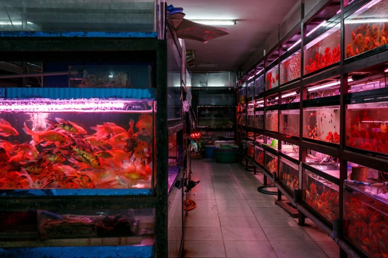 Thú chơi cá cảnh: Thú vui tao nhã từ giới thượng lưu xưa đến đại chúng hiện đại