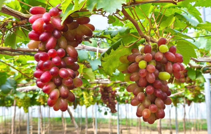 Khánh Hòa có vùng trồng nho trọng điểm ở phía nam của tỉnh. Ảnh: A.Thanh.