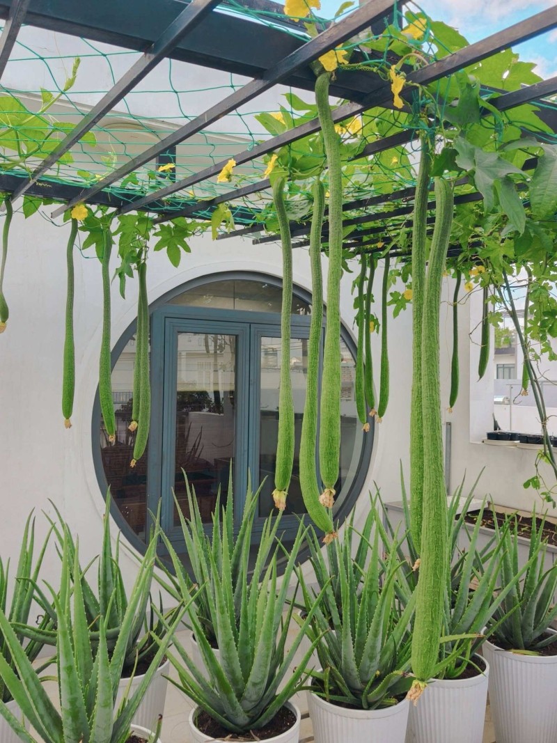 Bà mẹ 3 con biến sân thượng 30m² thành “nông trại mini” giữa TP. HCM Bà mẹ 3 con biến sân thượng 30m² thành “nông trại mini” giữa TP. HCM