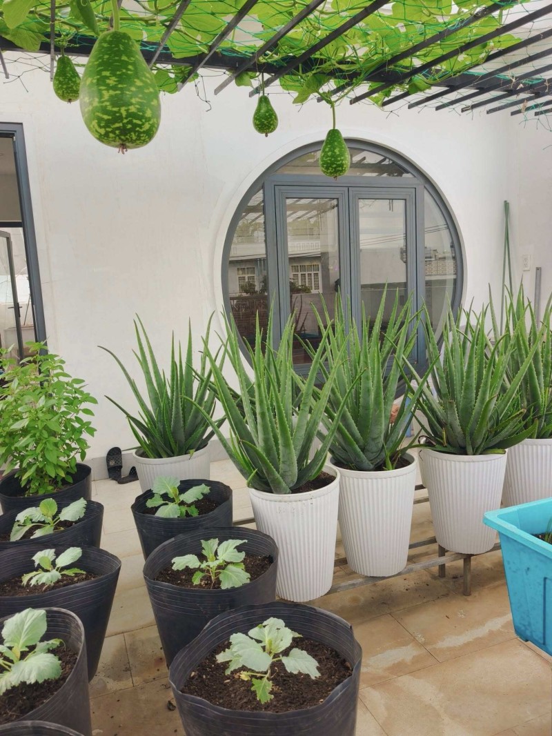 Bà mẹ 3 con biến sân thượng 30m² thành “nông trại mini” giữa TP. HCM Bà mẹ 3 con biến sân thượng 30m² thành “nông trại mini” giữa TP. HCM