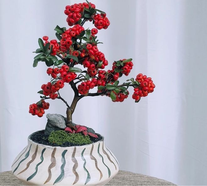 Cây cảnh quả đỏ như hồng ngọc: Biểu tượng may mắn, thịnh vượng dịp Tết