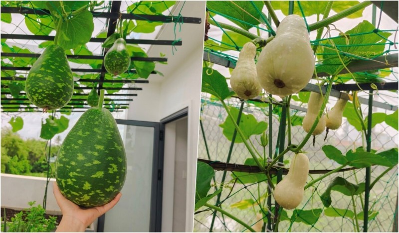 Bà mẹ 3 con biến sân thượng 30m² thành “nông trại mini” giữa TP. HCM Bà mẹ 3 con biến sân thượng 30m² thành “nông trại mini” giữa TP. HCM