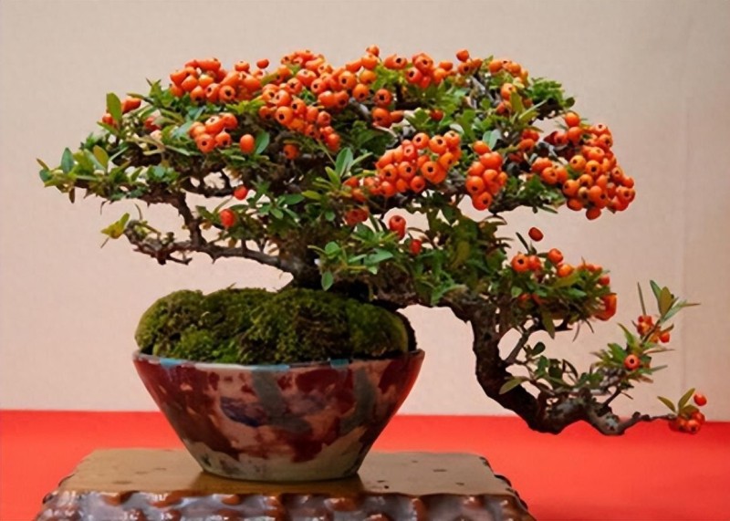 Cây cảnh quả đỏ như hồng ngọc: Biểu tượng may mắn, thịnh vượng dịp Tết