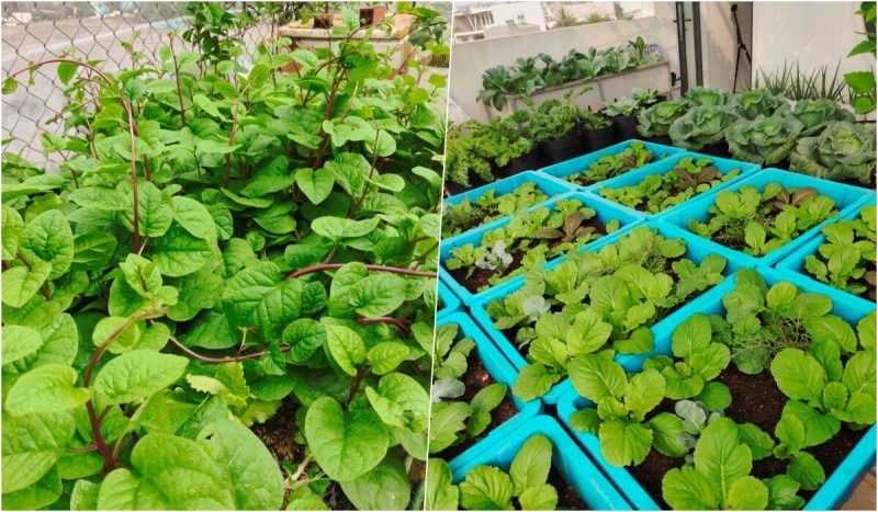 Bà mẹ 3 con biến sân thượng 30m² thành “nông trại mini” giữa TP. HCM Bà mẹ 3 con biến sân thượng 30m² thành “nông trại mini” giữa TP. HCM