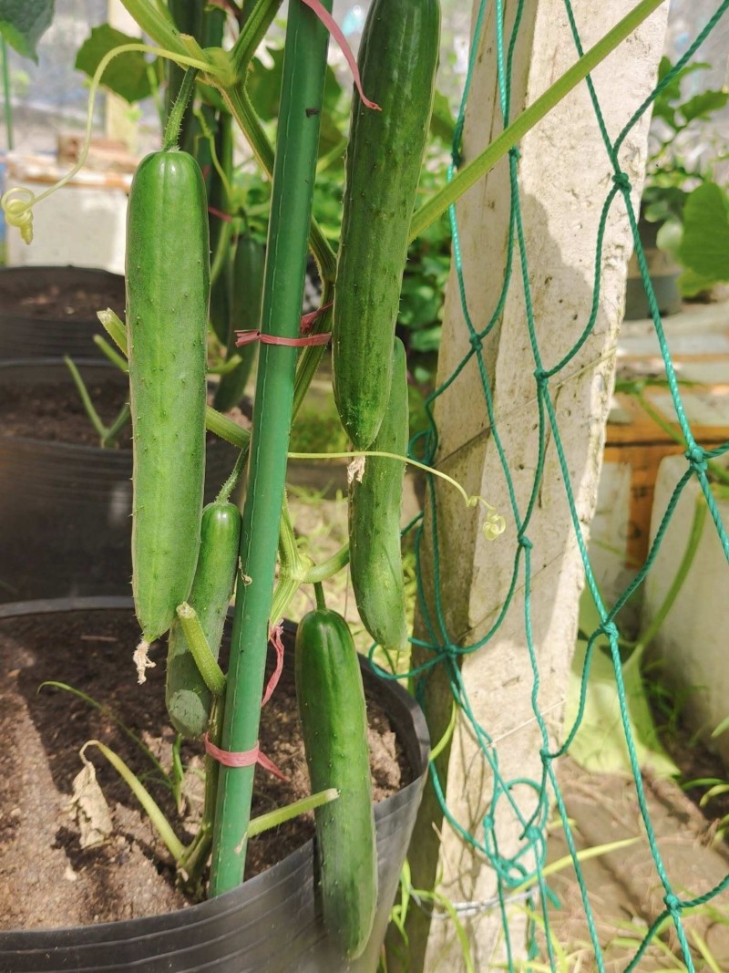 Bà mẹ 3 con biến sân thượng 30m² thành “nông trại mini” giữa TP. HCM Bà mẹ 3 con biến sân thượng 30m² thành “nông trại mini” giữa TP. HCM