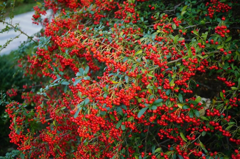 Cây cảnh quả đỏ như hồng ngọc: Biểu tượng may mắn, thịnh vượng dịp Tết