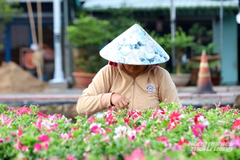 Tỉ mỉ ngắt nụ, tạo tán cho hoa dạ yến thảo và các giống hoa kiểng ngắn ngày, nhà vườn Sa Đéc tập trung nâng cao chất lượng sản phẩm phục vụ thị trường Tết. Ảnh: Lê Hoàng Vũ.