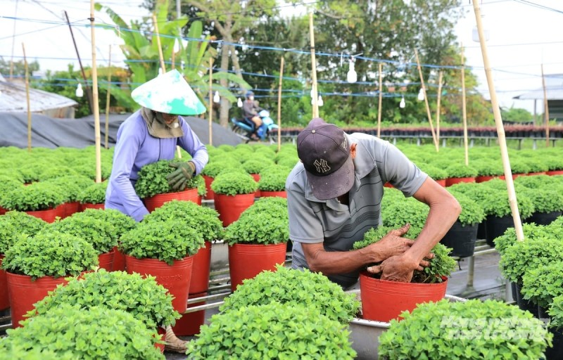 Nông dân khẩn trương sang chậu, chỉnh dáng cúc Tết tại các vườn hoa ở xã Vĩnh Hanh (An Giang), chuẩn bị nguồn hàng lớn cung ứng cho thương lái trong và ngoài tỉnh. Ảnh: Lê Hoàng Vũ.