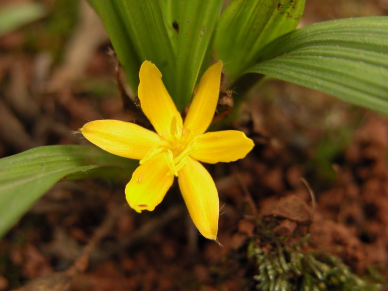 Cây dại ven rừng thành dược liệu quý: Giá hàng trăm nghìn đồng mỗi kg, mở hướng làm giàu cho nông dân miền núi