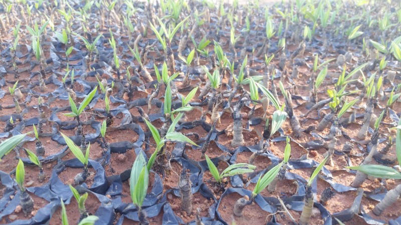 Cây dại ven rừng thành dược liệu quý: Giá hàng trăm nghìn đồng mỗi kg, mở hướng làm giàu cho nông dân miền núi