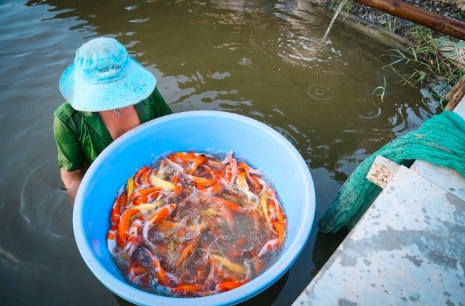 TP HCM: Ao cá chờ Tết, người nuôi chờ… thương lái