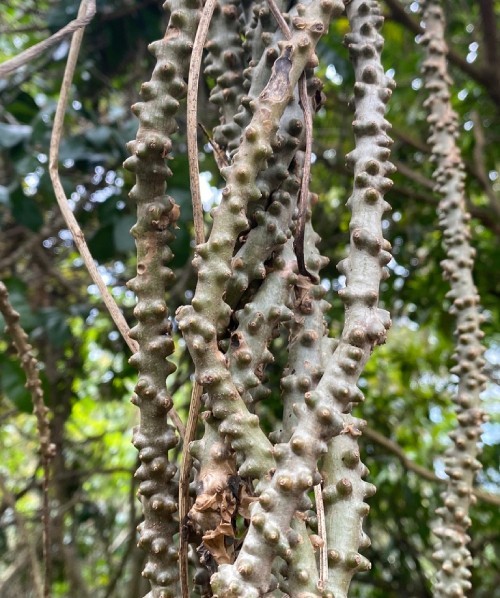 Cây dại ven rừng thành dược liệu quý: Giá hàng trăm nghìn đồng mỗi kg, mở hướng làm giàu cho nông dân miền núi