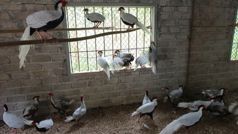 Được tặng động vật quý hiếm mà không biết – Người dân có bị xử lý hình sự? Được tặng động vật quý hiếm mà không biết – Người dân có bị xử lý hình sự?