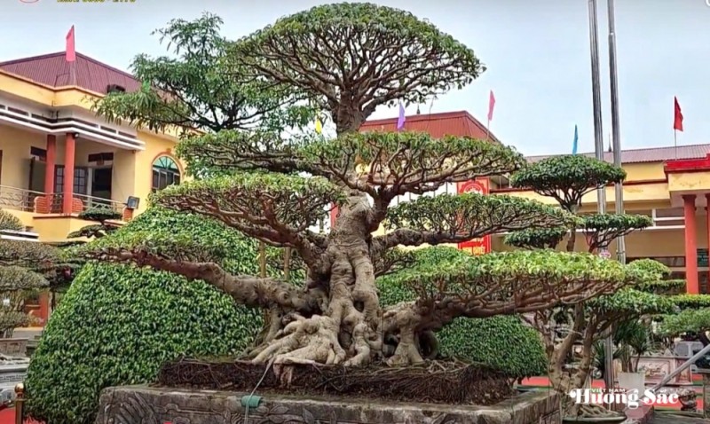 Hợp tác xã Cây cảnh Bách Thuận: Dấu ấn nghệ thuật tại Triển lãm Cây cảnh xã Tân Thuận Hợp tác xã Cây cảnh Bách Thuận: Dấu ấn nghệ thuật tại Triển lãm Cây cảnh xã Tân Thuận