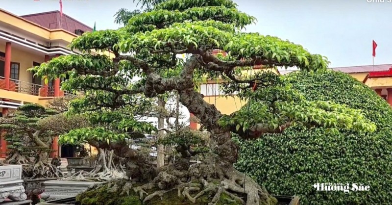 Hợp tác xã Cây cảnh Bách Thuận: Dấu ấn nghệ thuật tại Triển lãm Cây cảnh xã Tân Thuận Hợp tác xã Cây cảnh Bách Thuận: Dấu ấn nghệ thuật tại Triển lãm Cây cảnh xã Tân Thuận