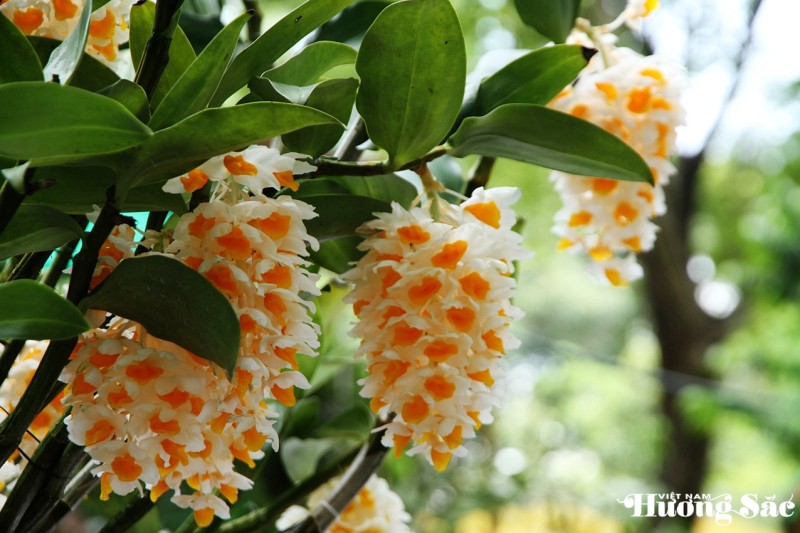 Hoàng thảo: Báu vật của đại ngàn – cần được trân quý và bảo tồn