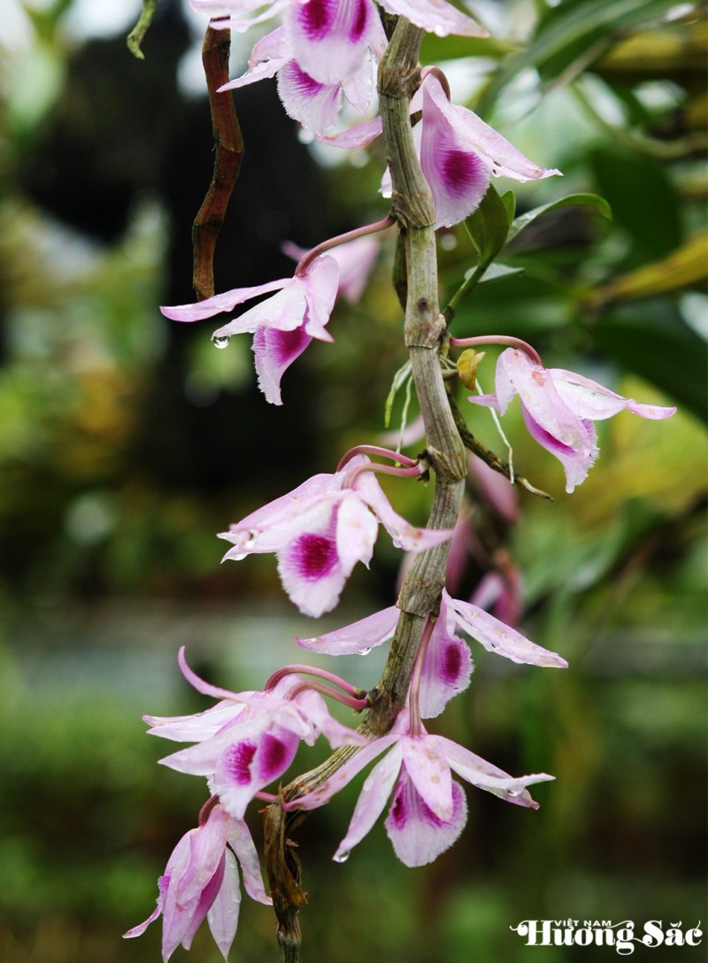 Hoàng thảo: Báu vật của đại ngàn – cần được trân quý và bảo tồn