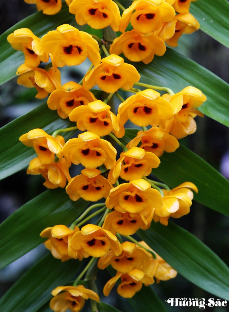 Hoàng thảo: Báu vật của đại ngàn – cần được trân quý và bảo tồn