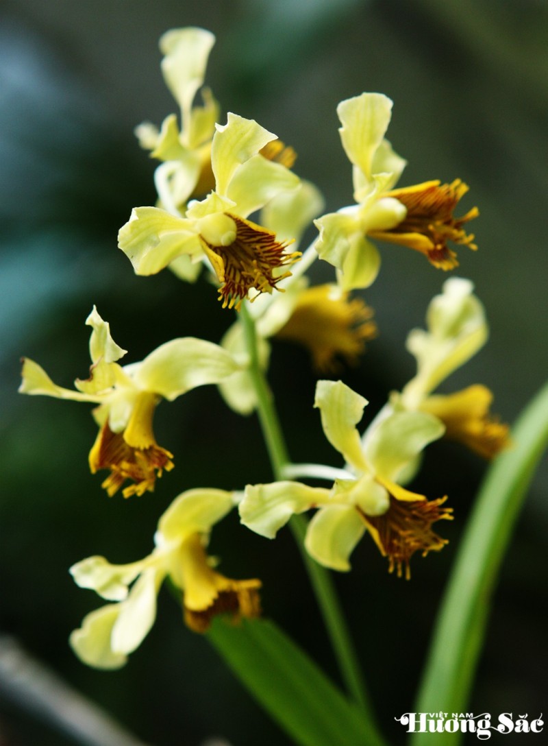 Hoàng thảo: Báu vật của đại ngàn – cần được trân quý và bảo tồn