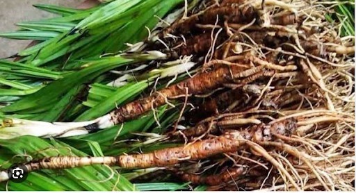 Cây dại ven rừng thành dược liệu quý: Giá hàng trăm nghìn đồng mỗi kg, mở hướng làm giàu cho nông dân miền núi