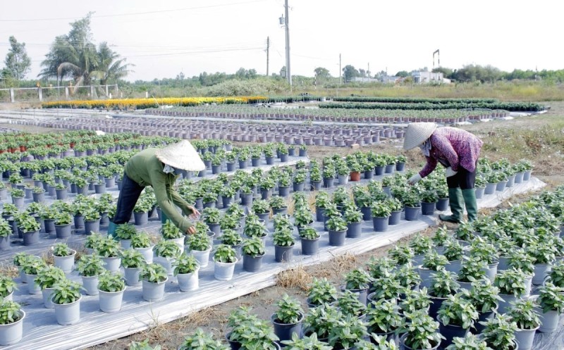 Nhiều hộ trồng hoa tại Kim Dinh và Phước Trung chủ động giảm diện tích hoa giá trị cao, chuyển sang hoa ngắn ngày để hạn chế rủi ro và ổn định thu nhập. Ảnh: Đông Hiếu. Nhiều hộ trồng hoa tại Kim Dinh và Phước Trung chủ động giảm diện tích hoa giá trị cao, chuyển sang hoa ngắn ngày để hạn chế rủi ro và ổn định thu nhập. Ảnh: Đông Hiếu.