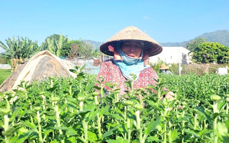 Nông dân làng hoa Kim Dinh (phường Long Hương) tất bật chăm sóc những chậu cúc đại đóa, pha lê, canh thời tiết để hoa nở đúng dịp Tết Nguyên đán. Ảnh: Đông Hiếu. Nông dân làng hoa Kim Dinh (phường Long Hương) tất bật chăm sóc những chậu cúc đại đóa, pha lê, canh thời tiết để hoa nở đúng dịp Tết Nguyên đán. Ảnh: Đông Hiếu.