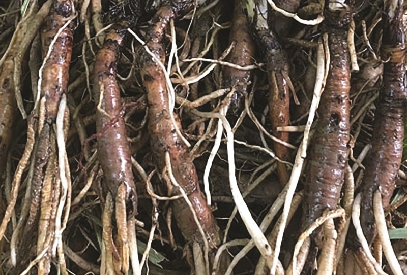 Cây dại ven rừng thành dược liệu quý: Giá hàng trăm nghìn đồng mỗi kg, mở hướng làm giàu cho nông dân miền núi