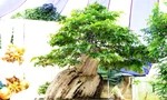 Xác lập kỷ lục Việt Nam cho chậu bonsai bằng lăng xoay tự động độc nhất vô nhị