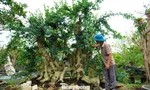 Chiêm ngưỡng vườn bonsai giá tiền tỷ ở Hà Tĩnh