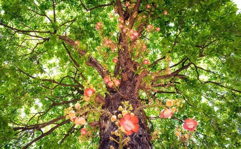 Vì sao cây Sala ngày càng được săn tìm cho biệt thự sinh thái?