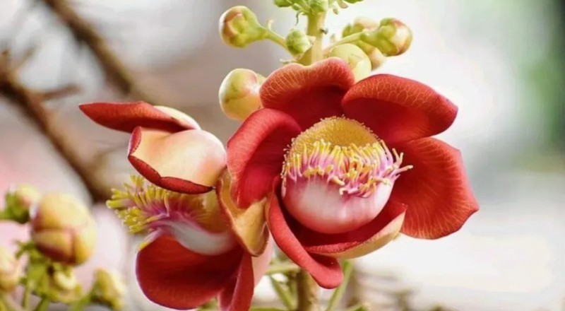 Vì sao cây Sala ngày càng được săn tìm cho biệt thự sinh thái?