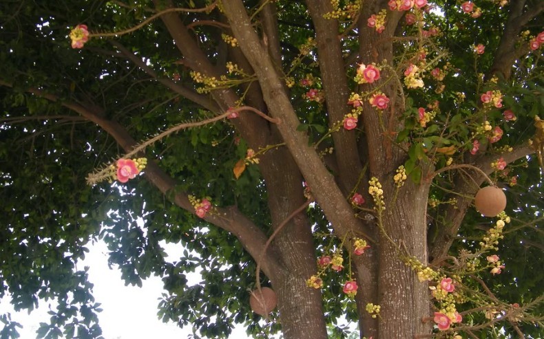 Vì sao cây Sala ngày càng được săn tìm cho biệt thự sinh thái?