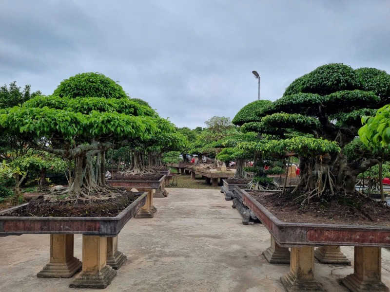 Vườn cây cảnh của nghệ nhân Nguyễn Đắc Bích