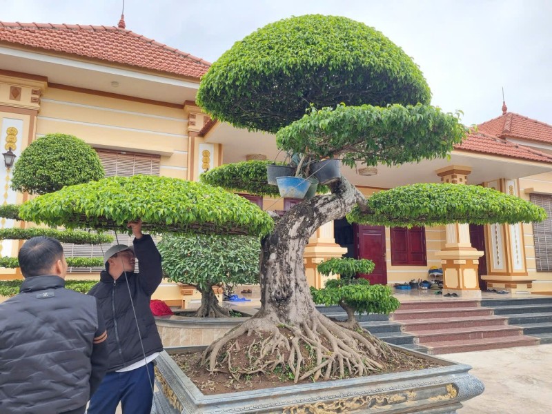 Cây xanh ngũ phúc