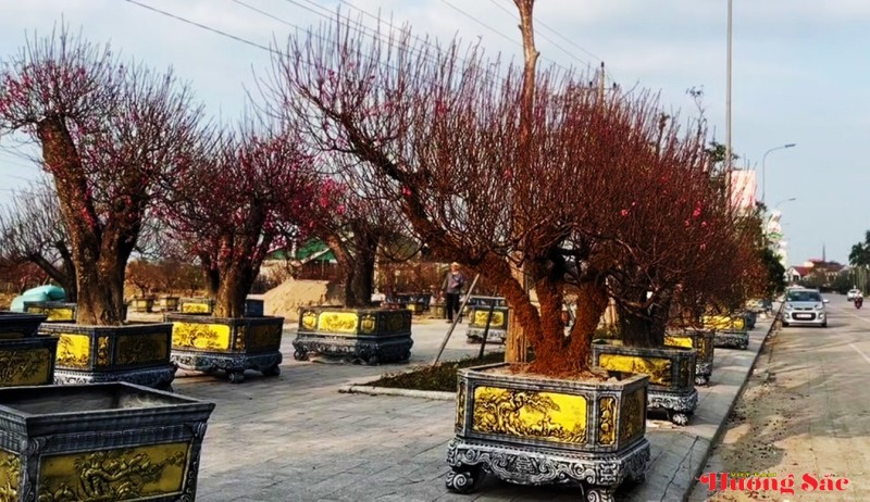 Đào cổ thụ, bưởi cảnh khoe sắc sớm trên các tuyến phố Thành Sen Đào cổ thụ, bưởi cảnh khoe sắc sớm trên các tuyến phố Thành Sen
