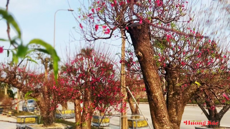 Đào cổ thụ, bưởi cảnh khoe sắc sớm trên các tuyến phố Thành Sen Đào cổ thụ, bưởi cảnh khoe sắc sớm trên các tuyến phố Thành Sen