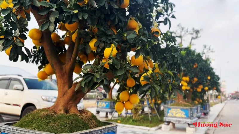 Đào cổ thụ, bưởi cảnh khoe sắc sớm trên các tuyến phố Thành Sen Đào cổ thụ, bưởi cảnh khoe sắc sớm trên các tuyến phố Thành Sen