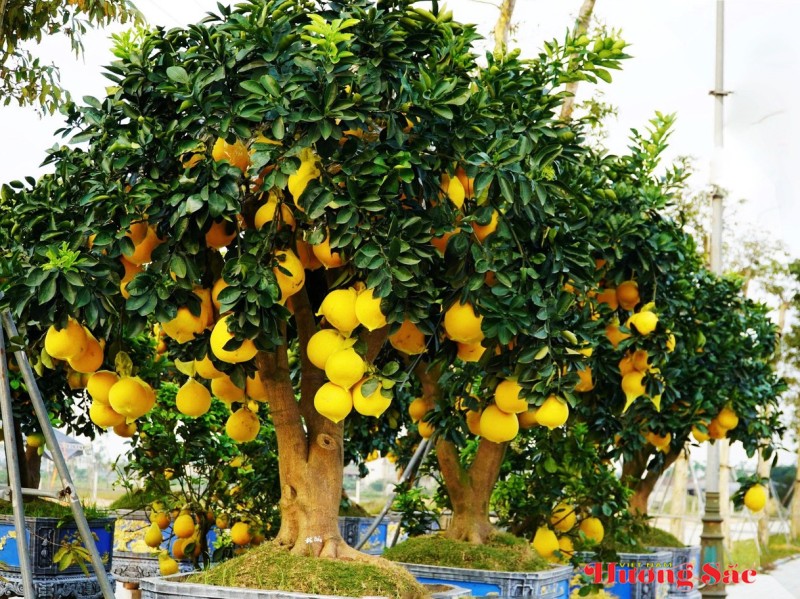 Đào cổ thụ, bưởi cảnh khoe sắc sớm trên các tuyến phố Thành Sen Đào cổ thụ, bưởi cảnh khoe sắc sớm trên các tuyến phố Thành Sen