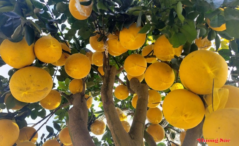 Đào cổ thụ, bưởi cảnh khoe sắc sớm trên các tuyến phố Thành Sen Đào cổ thụ, bưởi cảnh khoe sắc sớm trên các tuyến phố Thành Sen