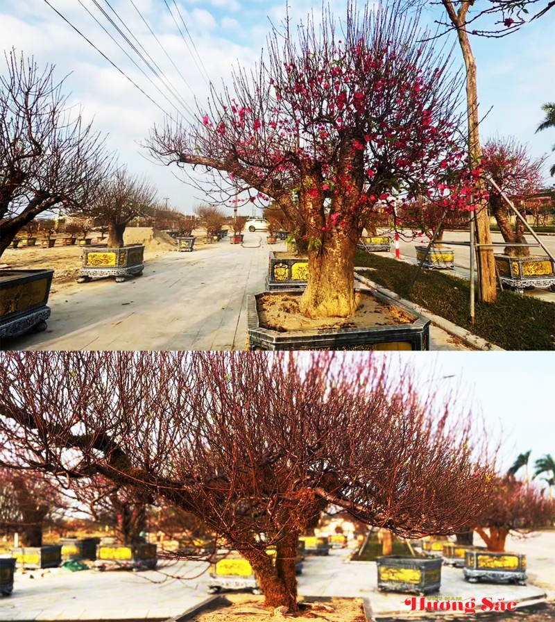 Đào cổ thụ, bưởi cảnh khoe sắc sớm trên các tuyến phố Thành Sen Đào cổ thụ, bưởi cảnh khoe sắc sớm trên các tuyến phố Thành Sen