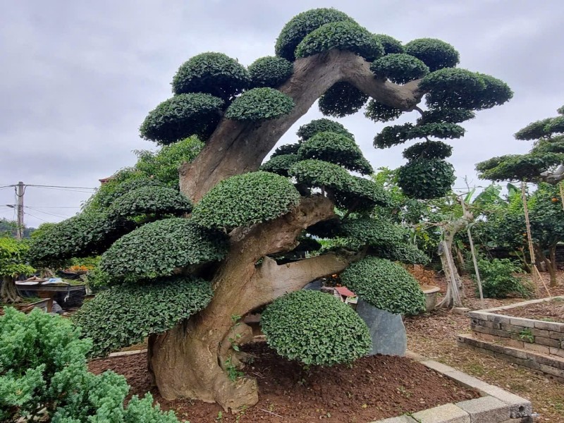 Duối trăm năm tuổi