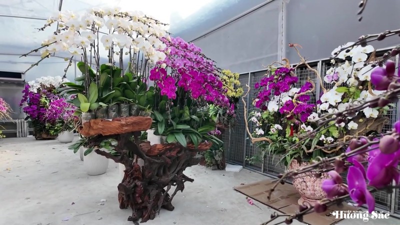 Lan ghép lũa gỗ ở Hà Tĩnh dịp Tết: Giá chục triệu vẫn bán chạy