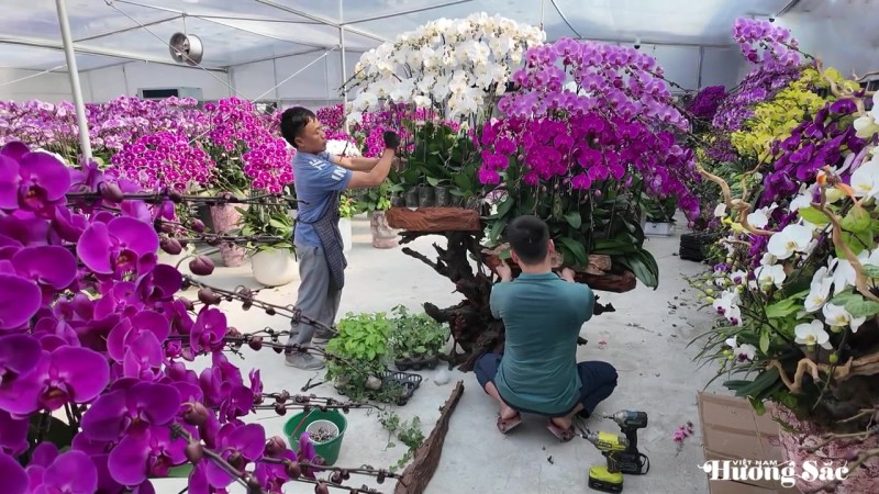 Lan ghép lũa gỗ ở Hà Tĩnh dịp Tết: Giá chục triệu vẫn bán chạy