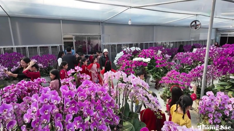 Lan ghép lũa gỗ ở Hà Tĩnh dịp Tết: Giá chục triệu vẫn bán chạy