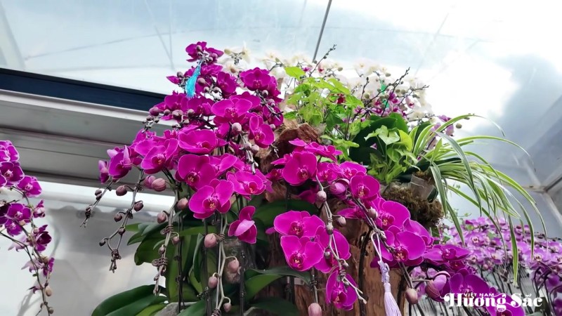 Lan ghép lũa gỗ ở Hà Tĩnh dịp Tết: Giá chục triệu vẫn bán chạy