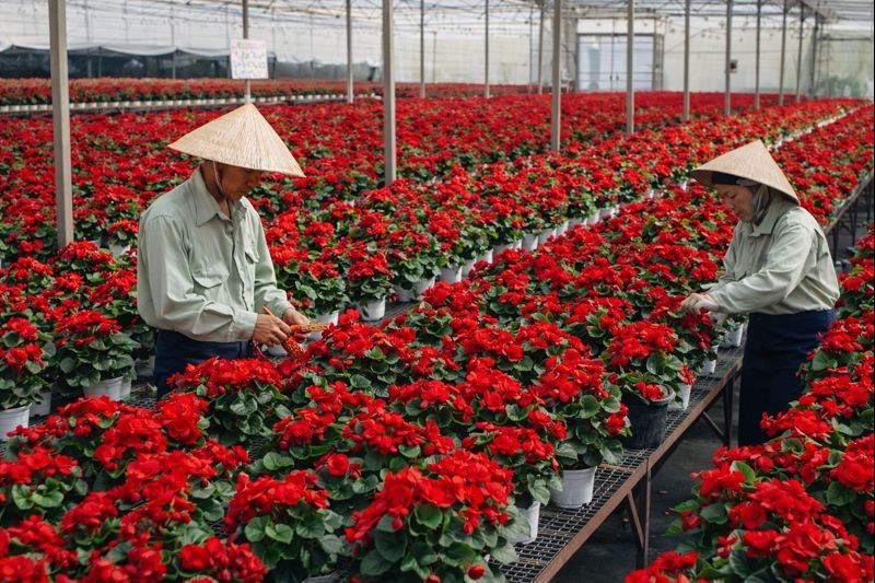 Lâm Đồng đẩy mạnh phát triển nguồn giống cây trồng, vật nuôi chất lượng cao