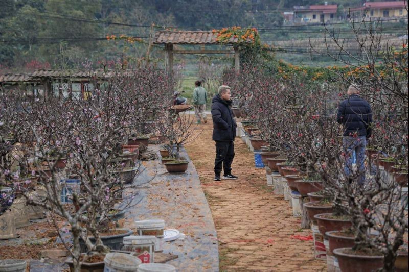 Chủ vườn đào Lạng Sơn chia sẻ cách chọn đào đẹp, tránh mua nhầm cây “nuôi nụ”